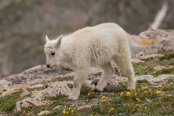 Colorado, Mt Evans Mountain goat kid
